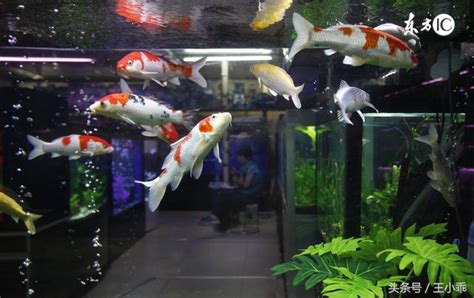 什麼魚比較好養 公寓神明廳